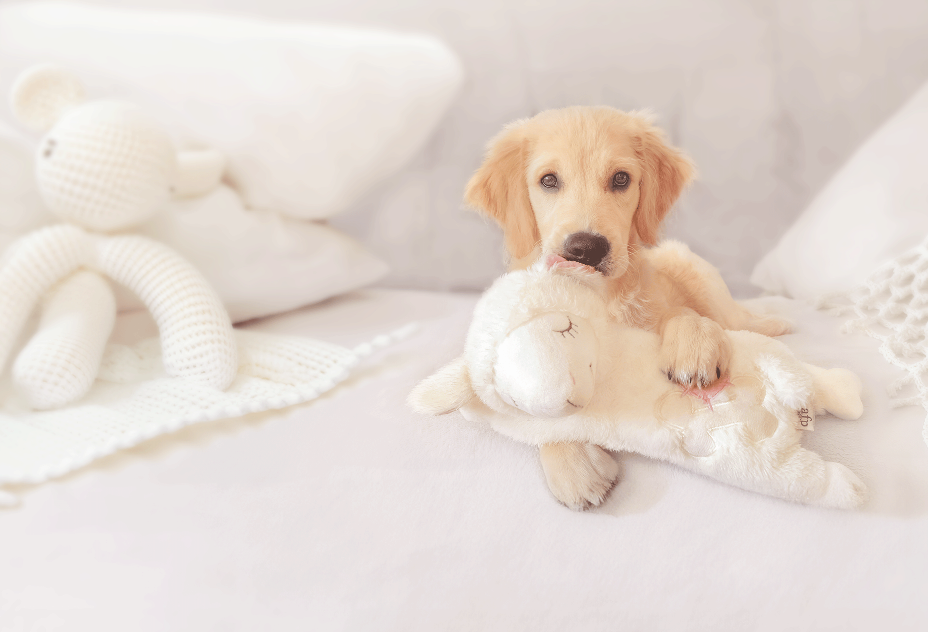 Golden Retriever puppy