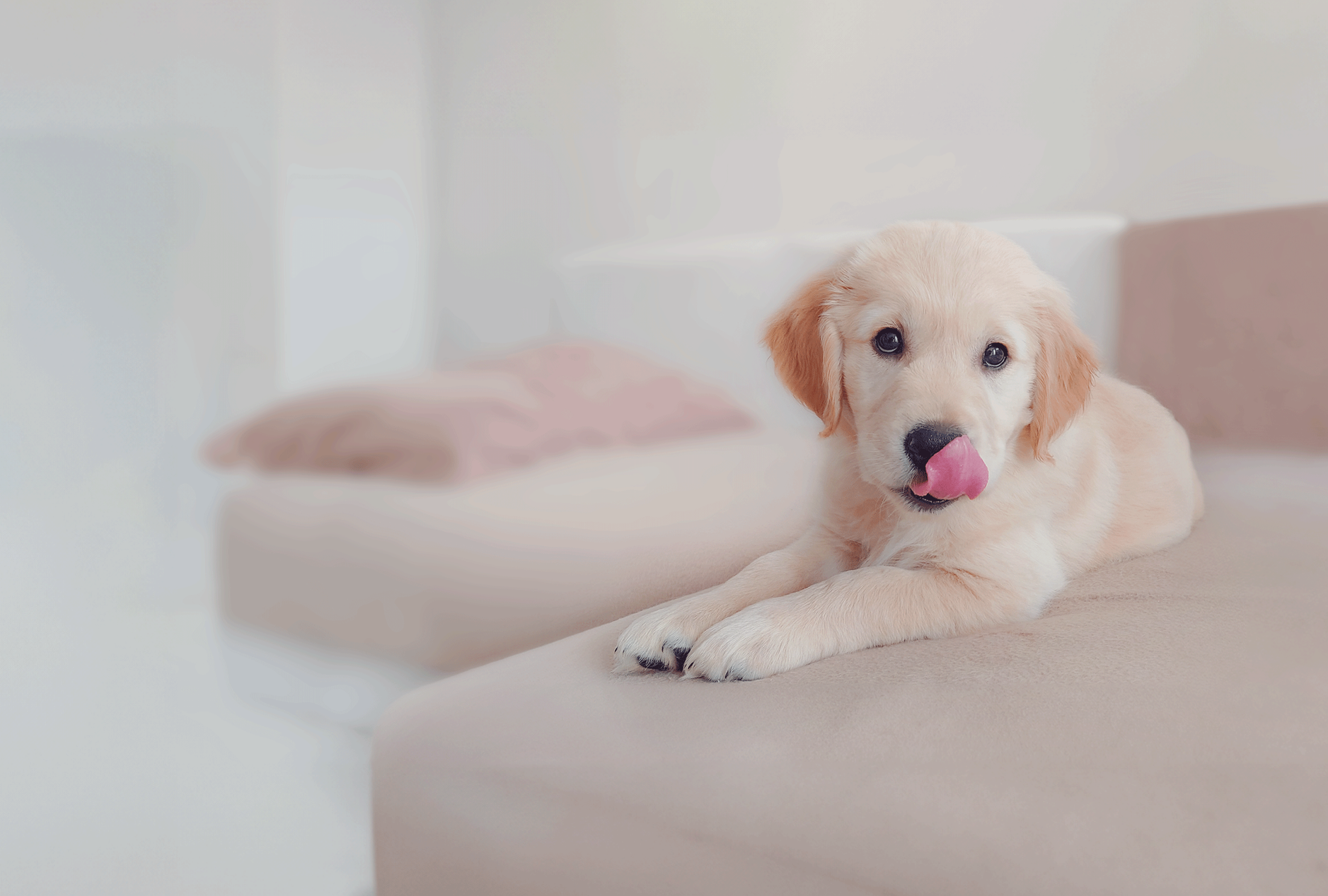 Happy Golden Retriever