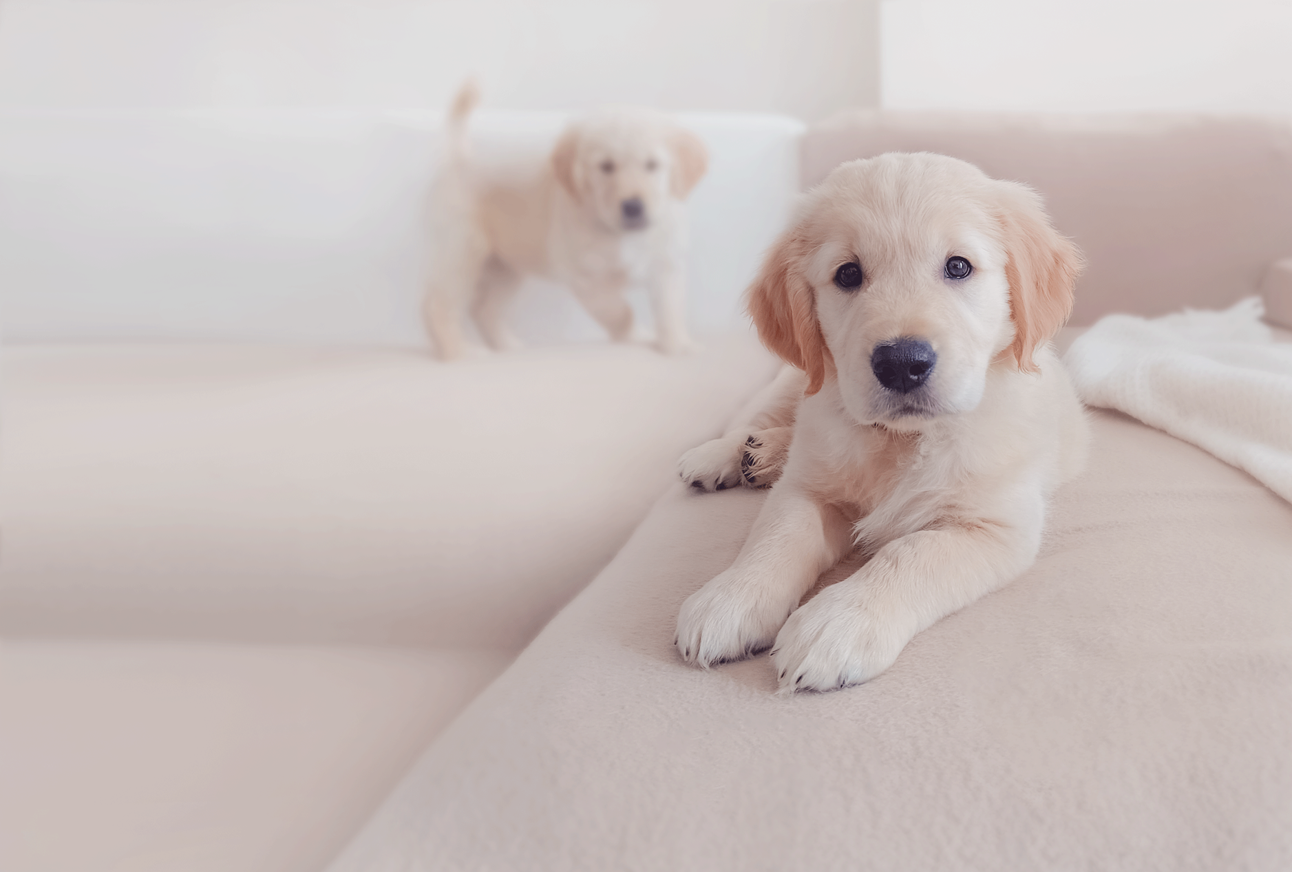 Golden Retriever family