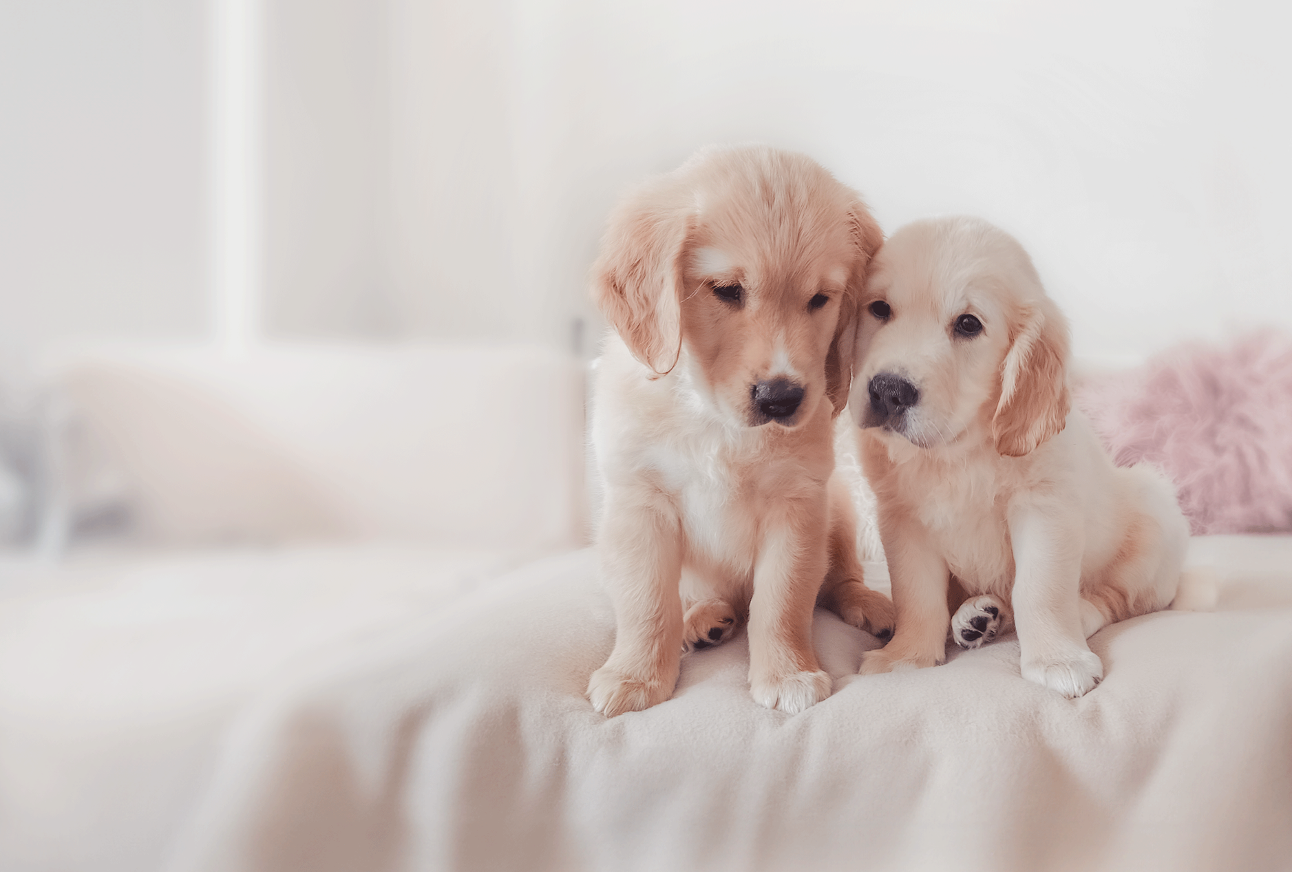 Golden Valley puppy playing