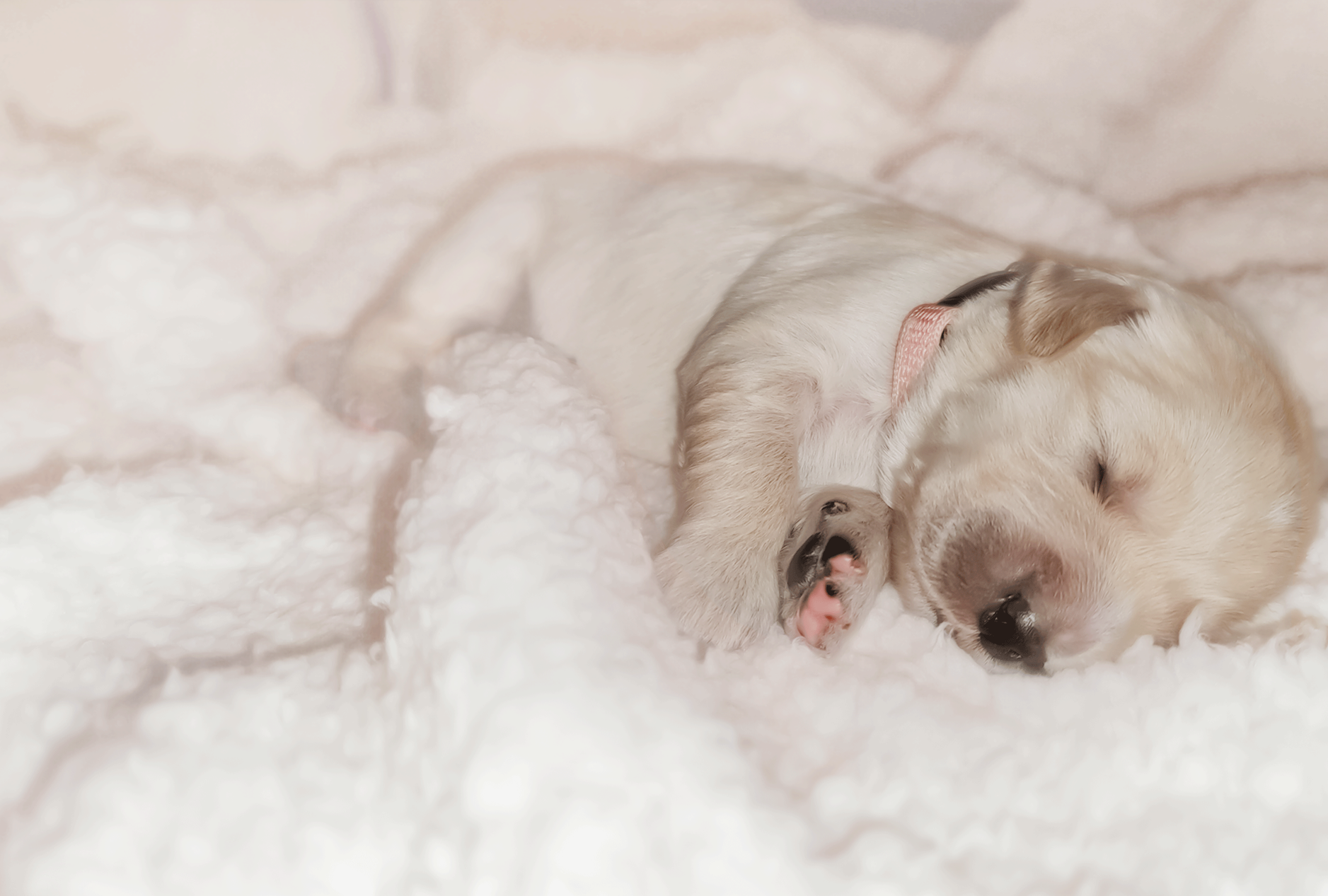 Golden Retriever in the garden