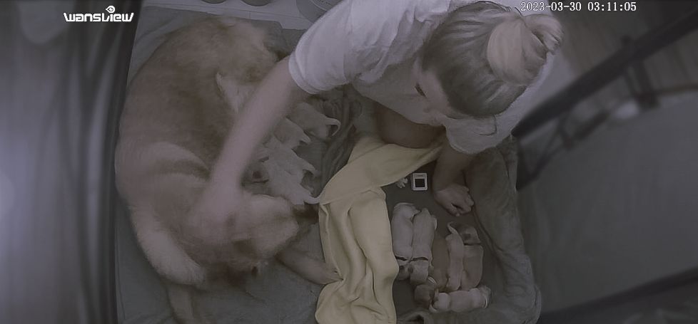 Puppy monitoring cameras and setup